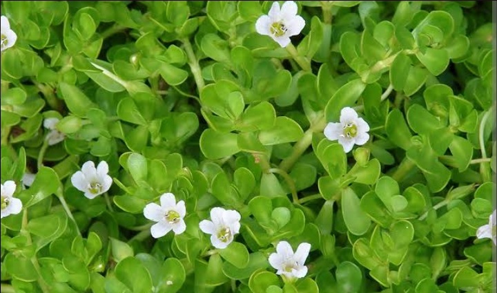 BRAHMI GREENS