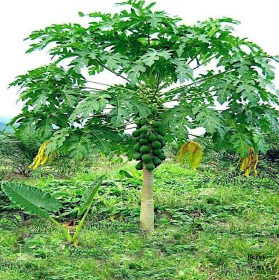 papaya tree