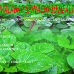 ( PUI SAAG - - MALABAR SPINACH - 10 HEALTH BENEFITS