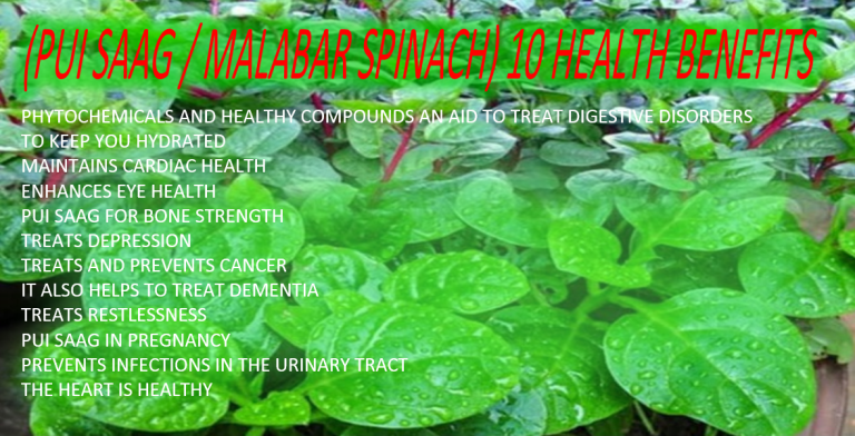 ( PUI SAAG - - MALABAR SPINACH - 10 HEALTH BENEFITS