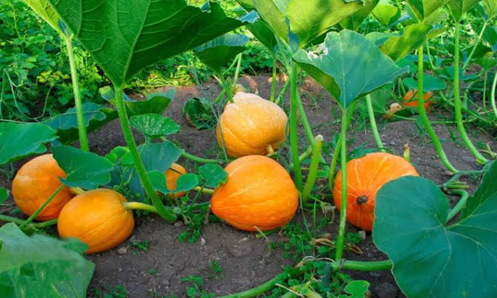 PUMPKIN LEAVES