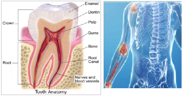 STRENGTHENING OF BONES AND TEETH