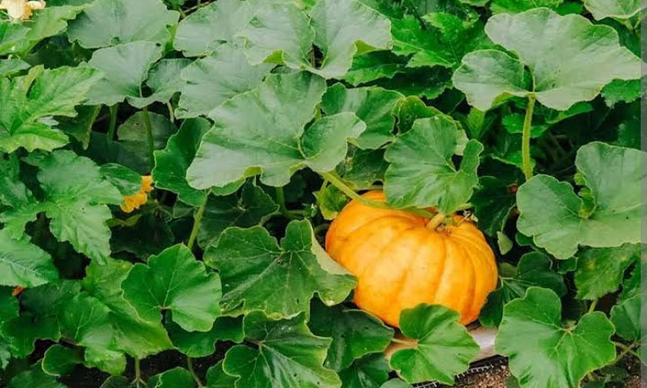 YELLOW PUMPKIN